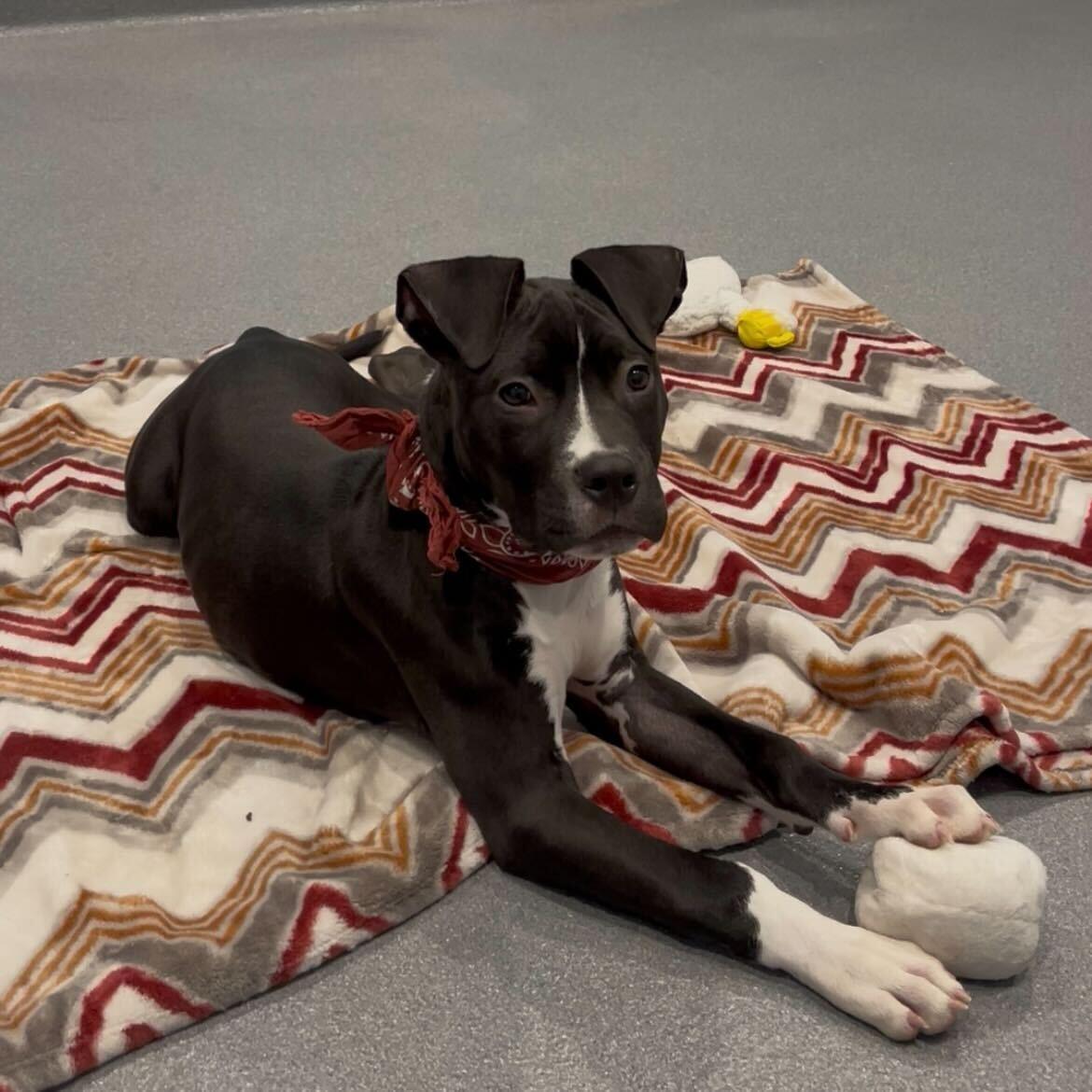 Snickers, a Adoptable Mixed Breed in Canal Winchester, OH image 4/6