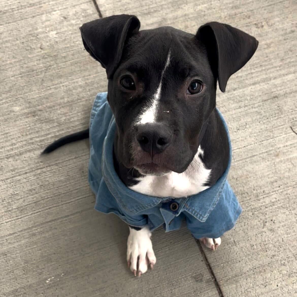 Snickers, a Adoptable Mixed Breed in Canal Winchester, OH image 3/6