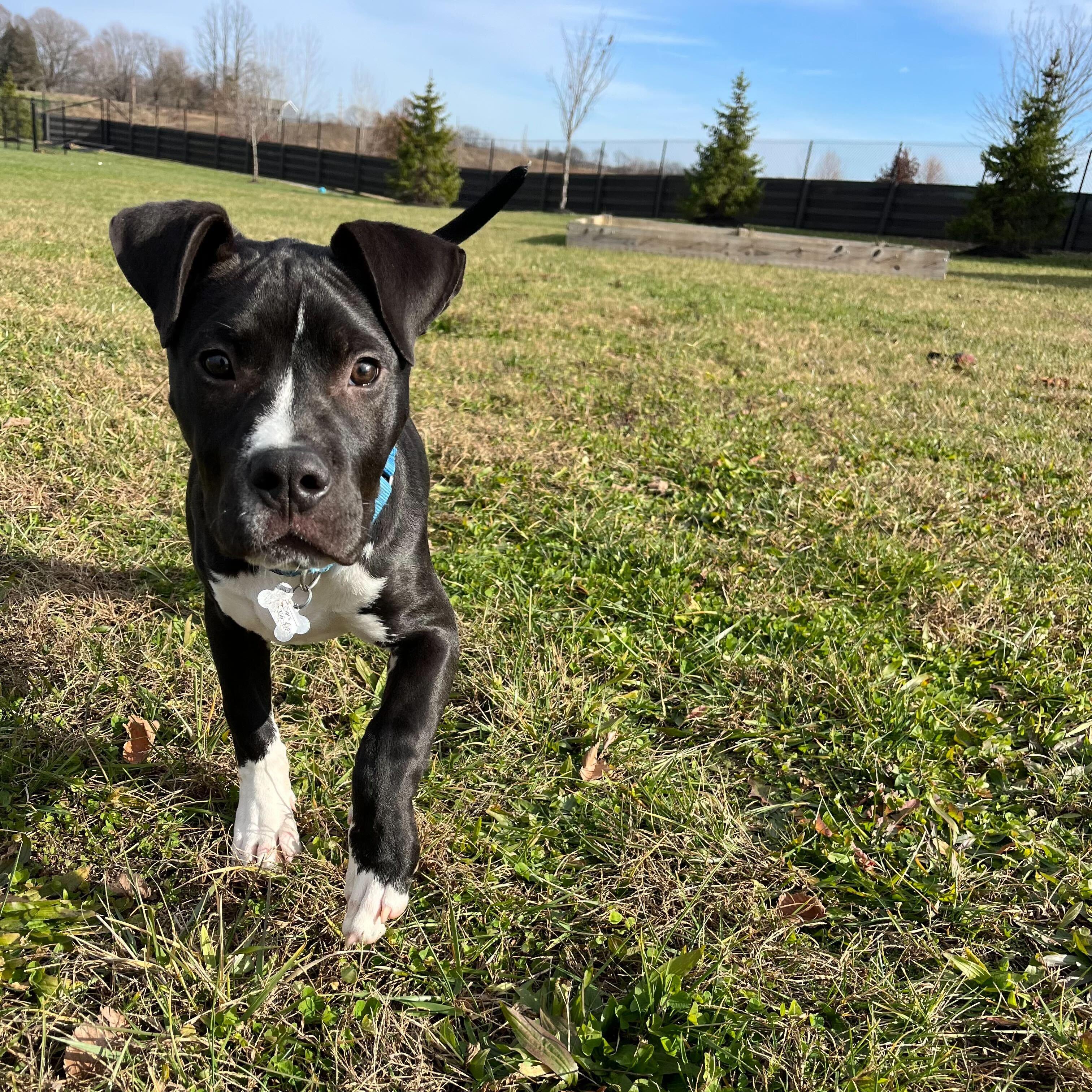 Snickers, a Adoptable Mixed Breed in Canal Winchester, OH image 5/6