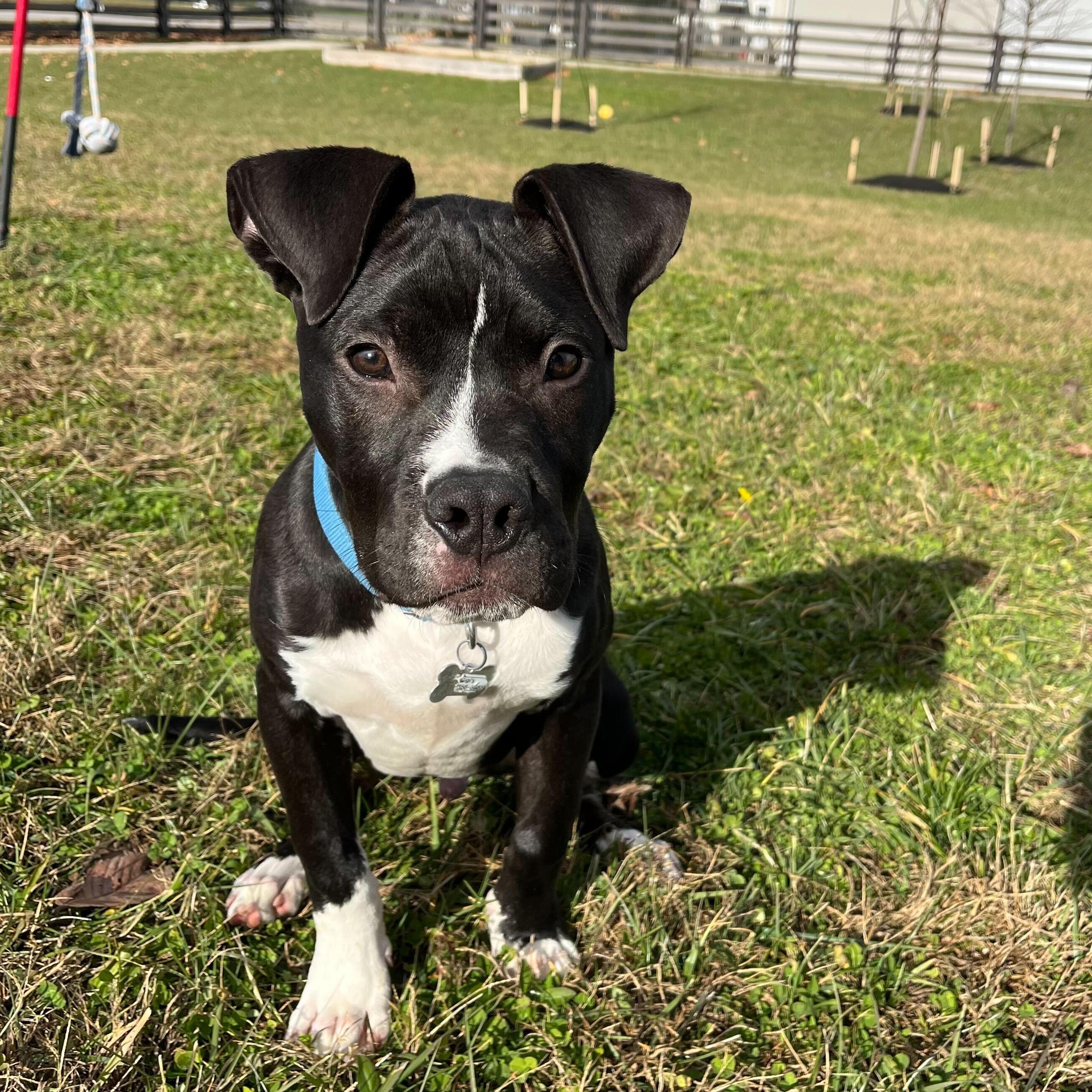 Snickers, a Adoptable Mixed Breed in Canal Winchester, OH image 6/6