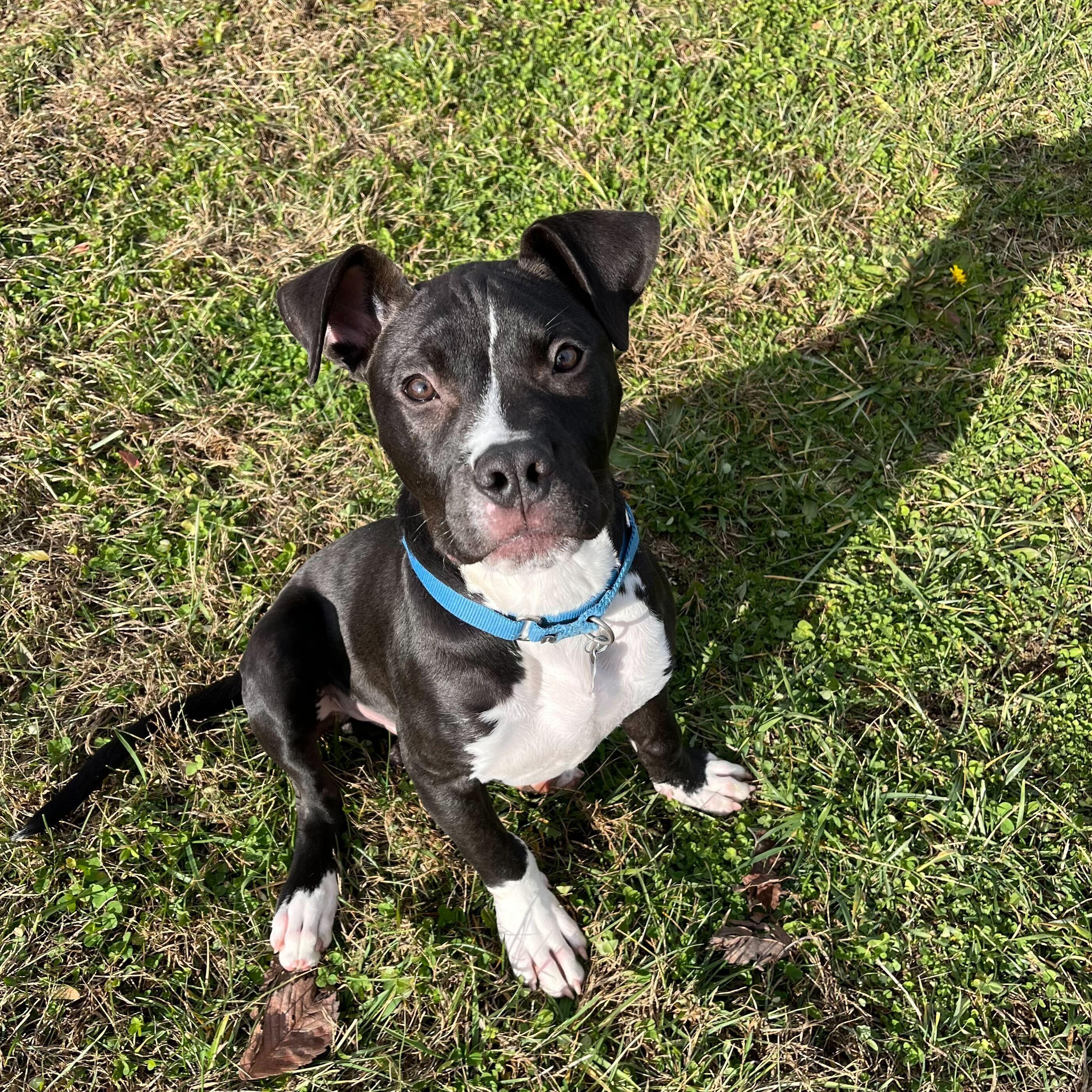 Snickers, a Adoptable Mixed Breed in Canal Winchester, OH image 2/6