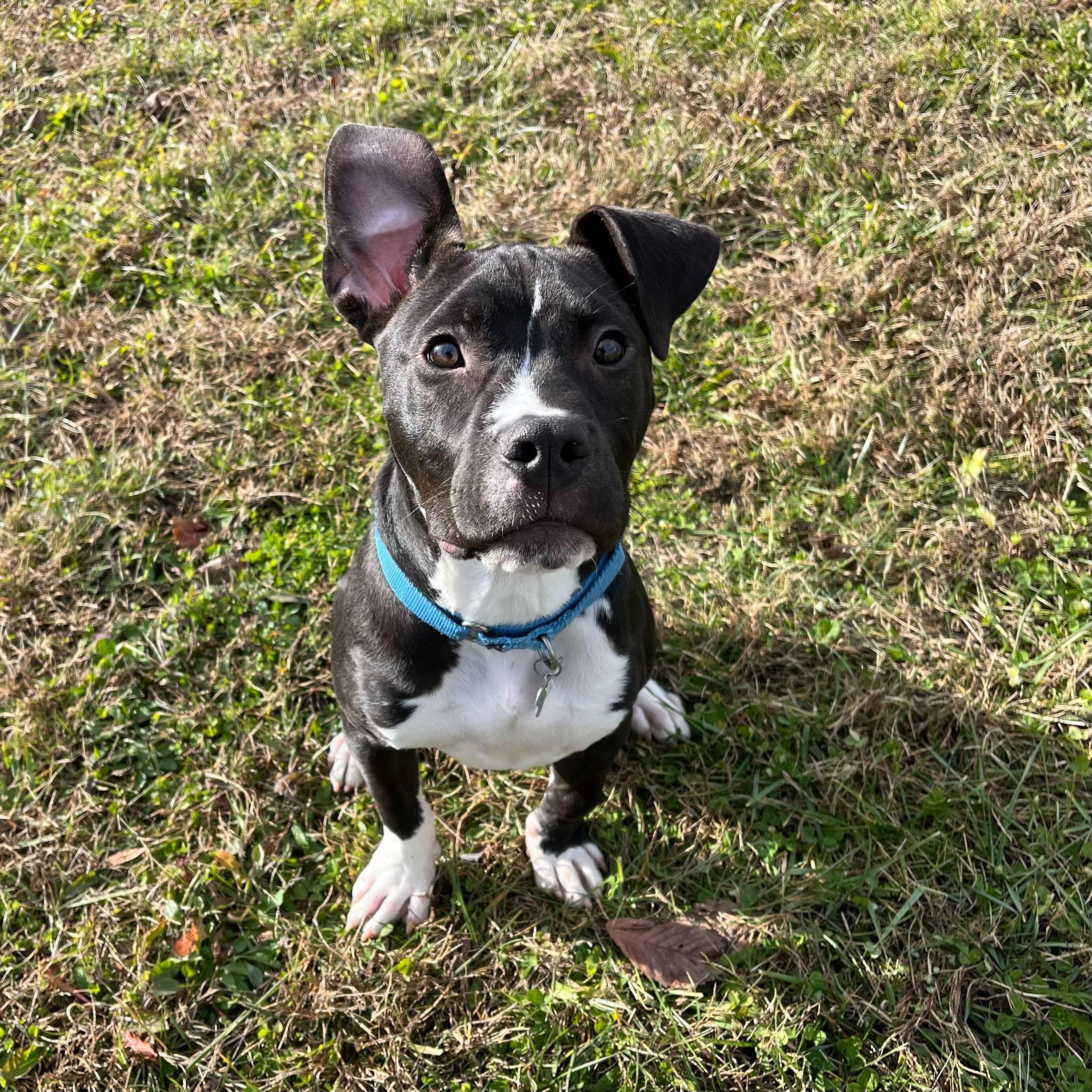 Snickers, a Adoptable Mixed Breed in Canal Winchester, OH image 1/6