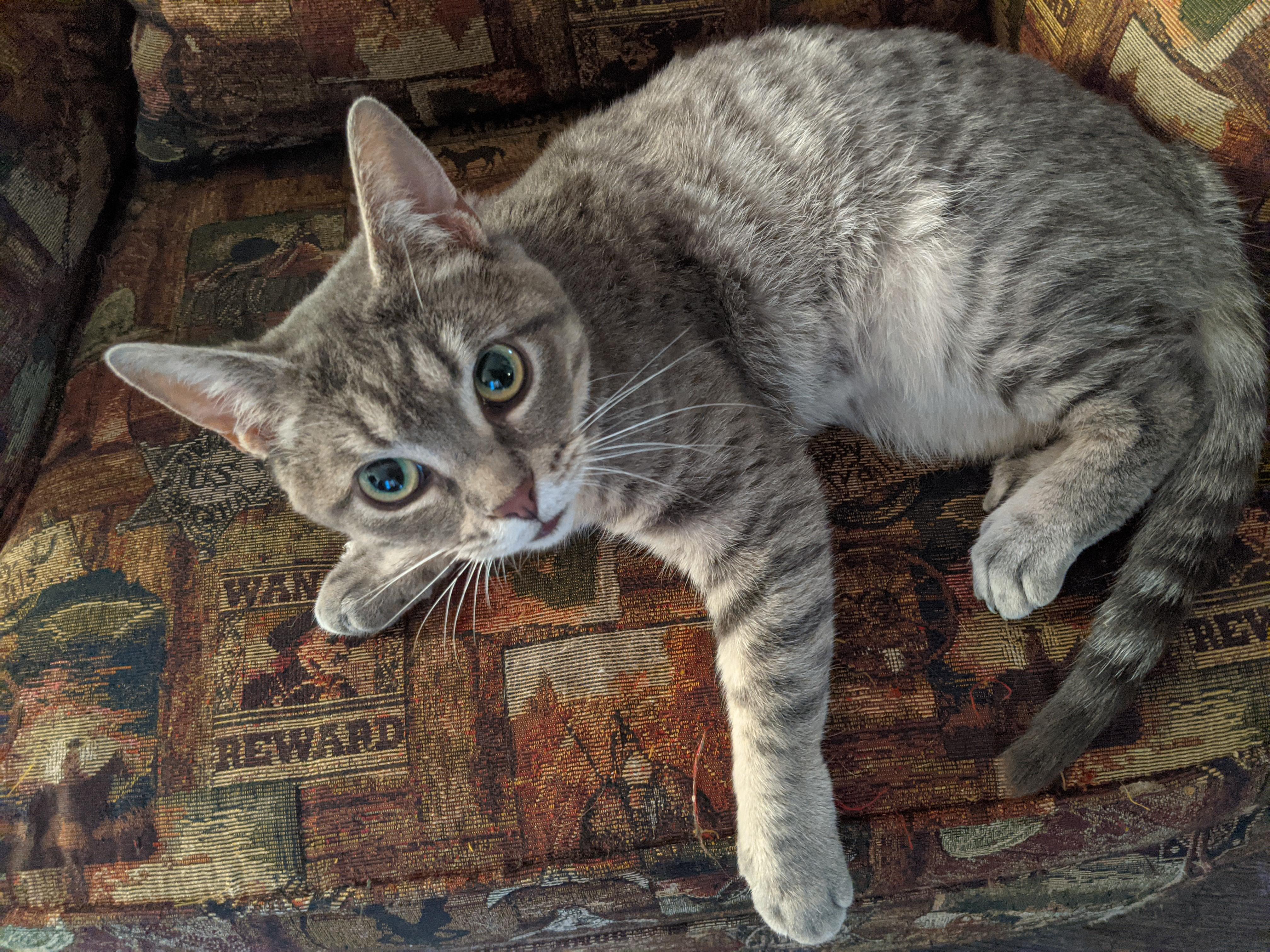 Lorelai, a Adoptable mixed breed in Parks, AZ image 1/3