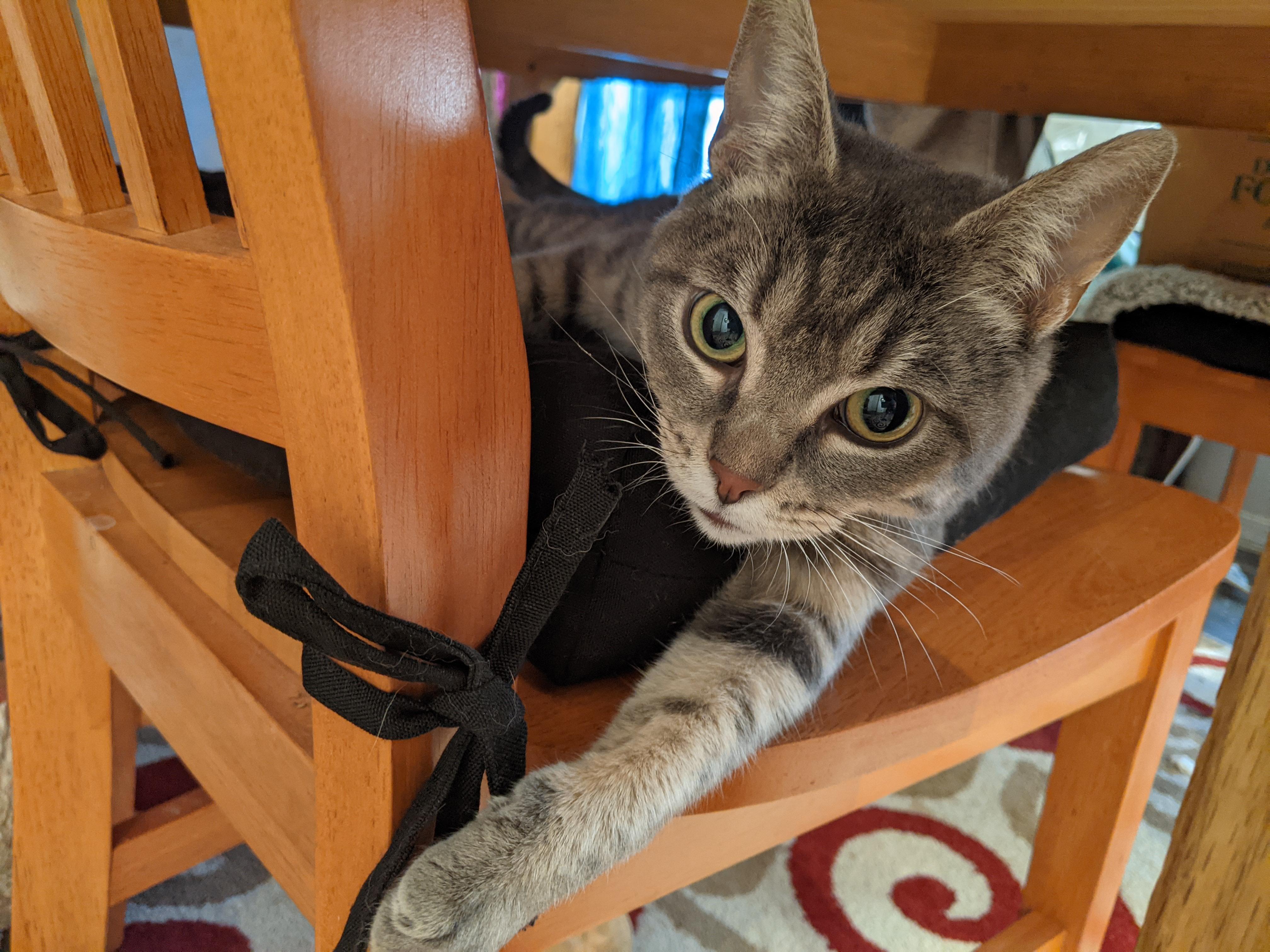 Lorelai, Adoptable, Adult Female Domestic Short Hair.