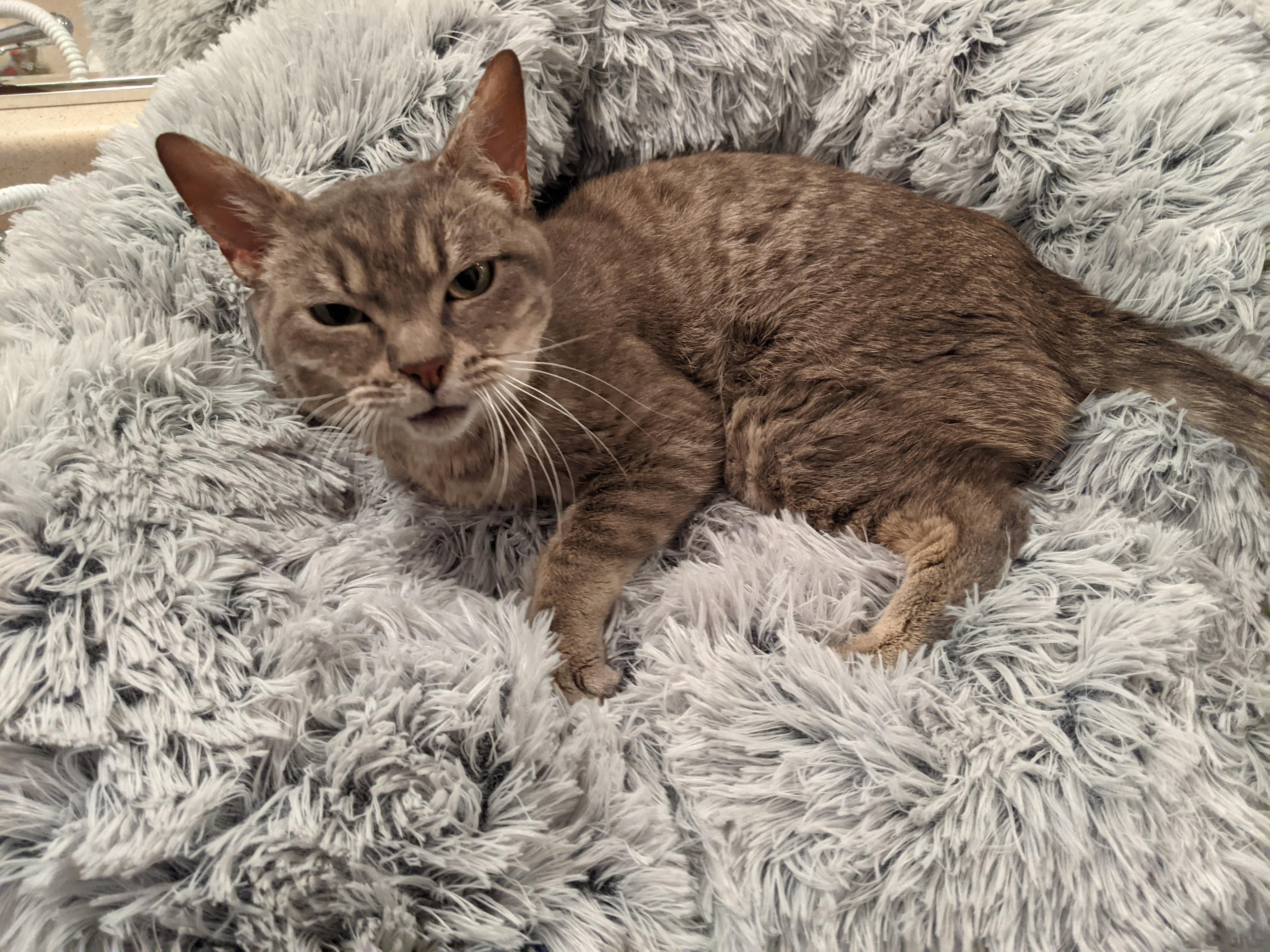 Lorelai, a Adoptable mixed breed in Parks, AZ image 3/3