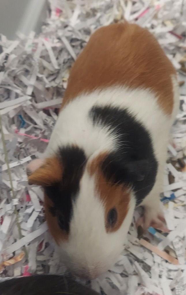 CA GP Hurley, Adoptable, Young Female Guinea Pig.