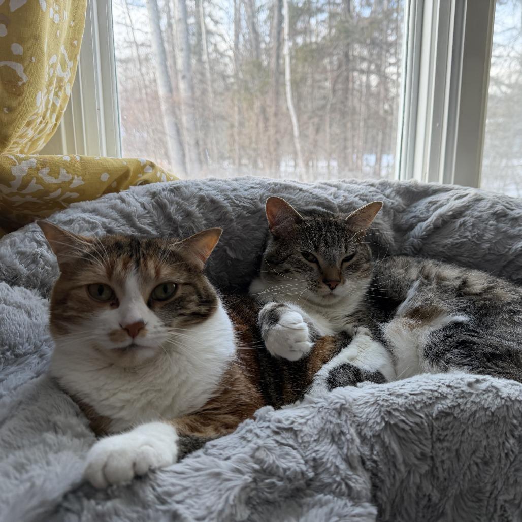 Henrietta — thumbnail 2