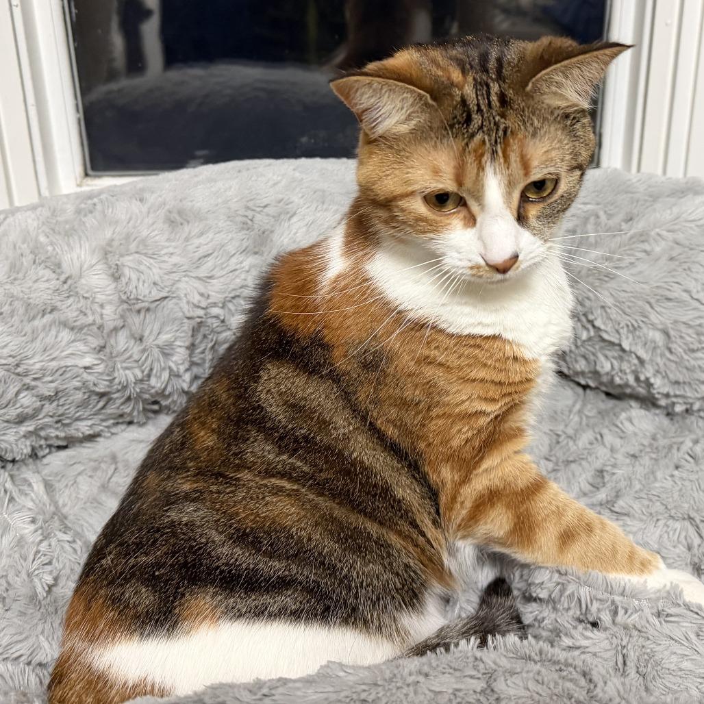 Enlarge Henrietta, a Adoptable mixed breed in Grand Rapids, MN image 4/5