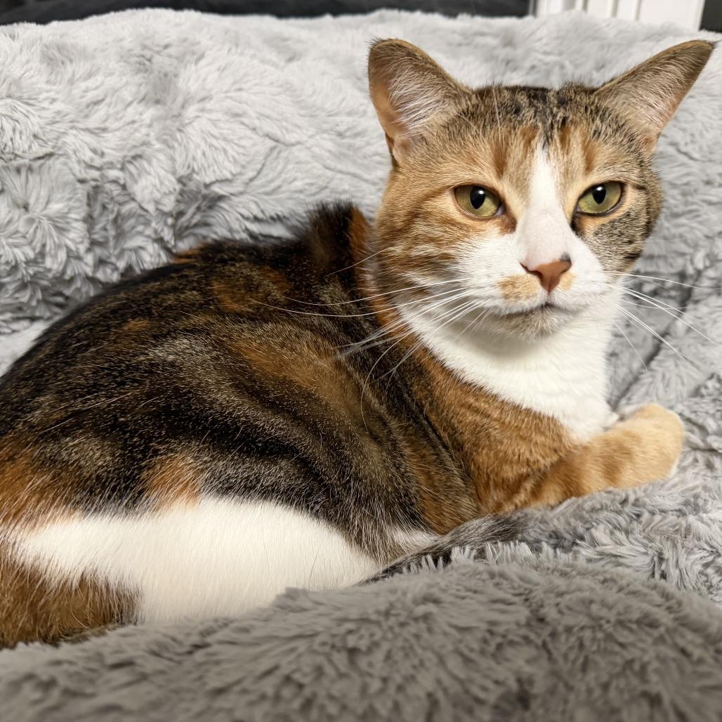 Henrietta, Adoptable, Adult Female Domestic Short Hair.