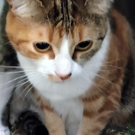 Enlarge Henrietta, a Adoptable mixed breed in Grand Rapids, MN image 5/5