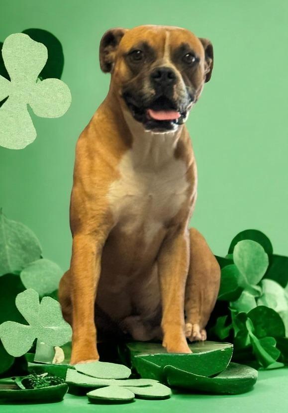 Enlarge Sherman Shamrock, a Adopted Boxer in El Dorado, AR image 1/1