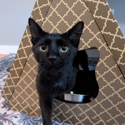 Savvy, Adoptable, Young Female Domestic Short Hair.