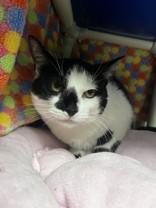 Enlarge Petunia, a ADOPTABLE Domestic Short Hair in Whitby, ON image 2/3