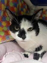 Enlarge Petunia, a ADOPTABLE Domestic Short Hair in Whitby, ON image 1/3