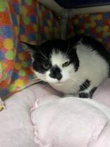 Enlarge Petunia, a ADOPTABLE Domestic Short Hair in Whitby, ON image 3/3