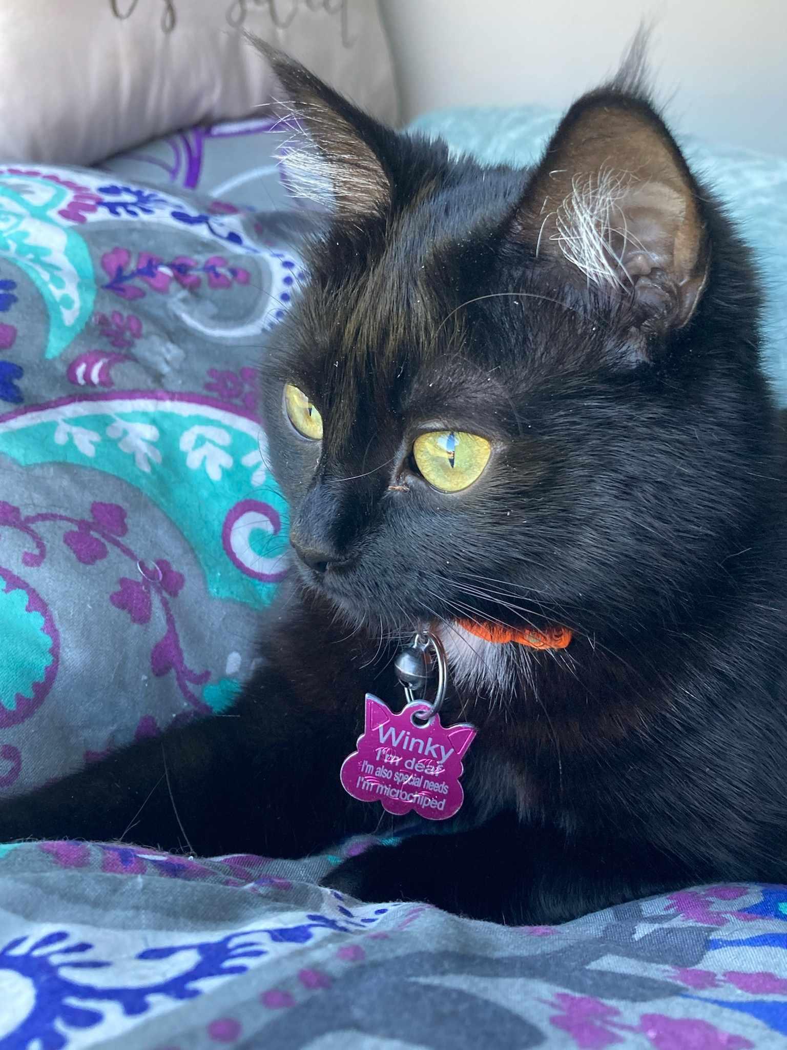 Enlarge Winky, a Adopted Domestic Medium Hair in Locust Grove, GA image 1/3