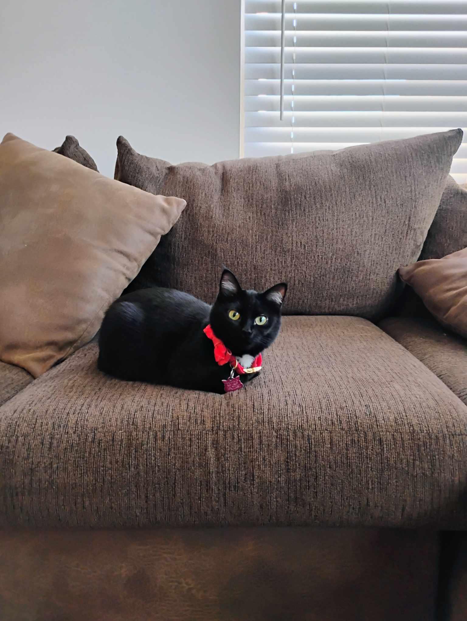 Enlarge Winky, a Adopted Domestic Medium Hair in Locust Grove, GA image 2/3