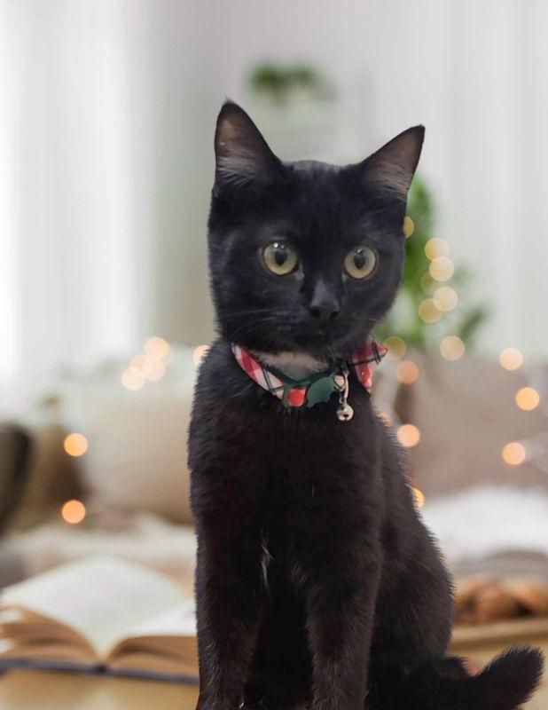 Enlarge Winky, a Adopted Domestic Medium Hair in Locust Grove, GA image 3/3