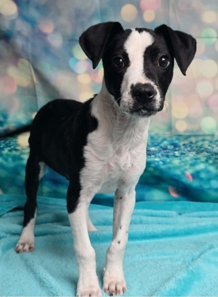 Fritz, Adoptable, Puppy Male Pointer.