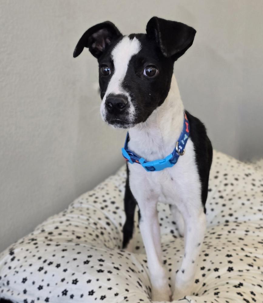 Fritz, a Adoptable mixed breed in Sedalia, CO image 2/4