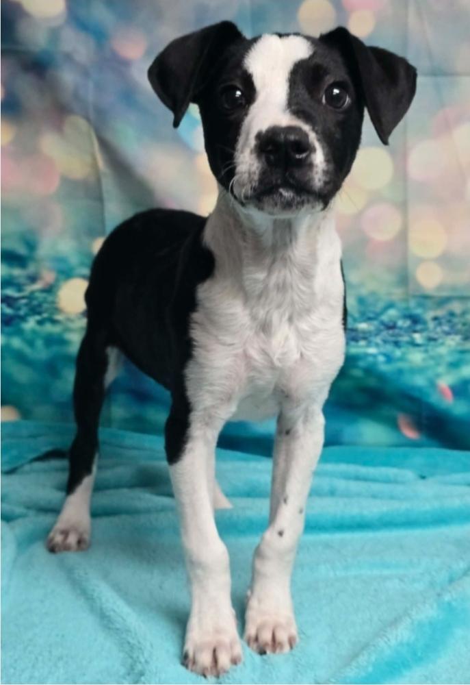 Fritz, a Adoptable mixed breed in Sedalia, CO image 4/4