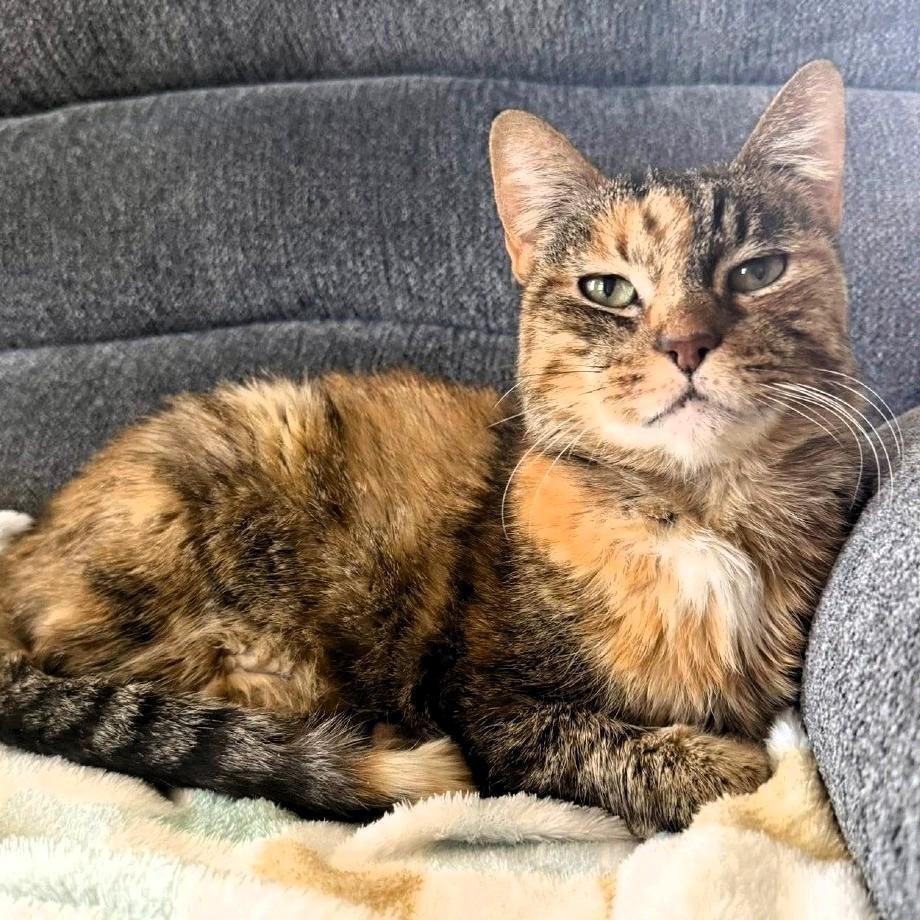 Enlarge Elsa, a Adoptable Domestic Short Hair in Shawnee, KS image 1/6