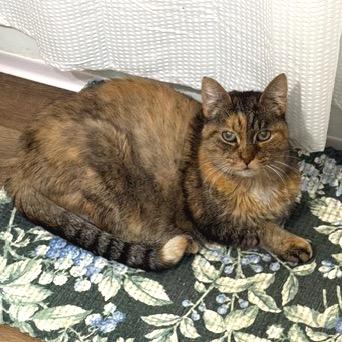 Enlarge Elsa, a Adoptable Domestic Short Hair in Shawnee, KS image 2/6