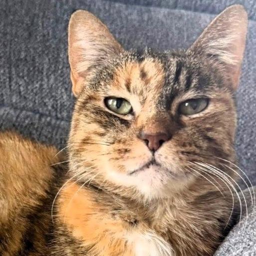 Enlarge Elsa, a Adoptable Domestic Short Hair in Shawnee, KS image 3/6