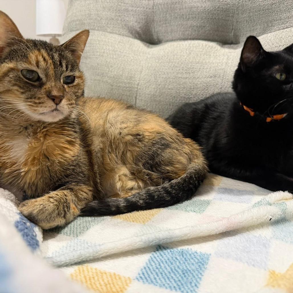 Enlarge Elsa, a Adoptable Domestic Short Hair in Shawnee, KS image 4/6