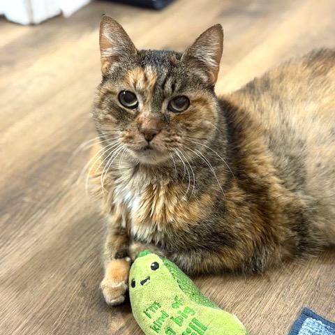 Enlarge Elsa, a Adoptable Domestic Short Hair in Shawnee, KS image 5/6