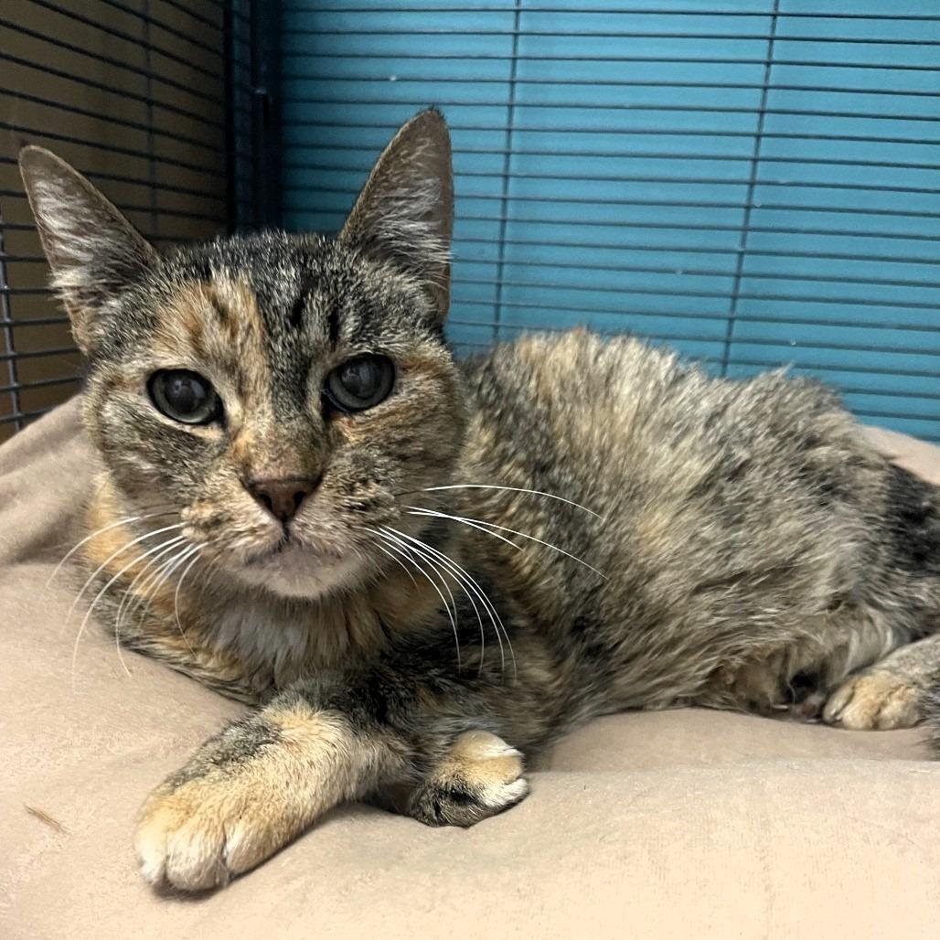 Enlarge Elsa, a Adoptable Domestic Short Hair in Shawnee, KS image 6/6