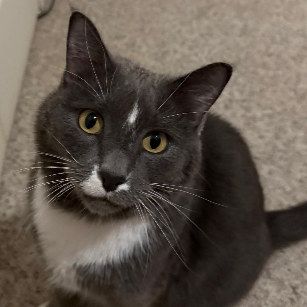 Rambo, a Adoptable Domestic Short Hair in Grand Rapids, MN image 1/4