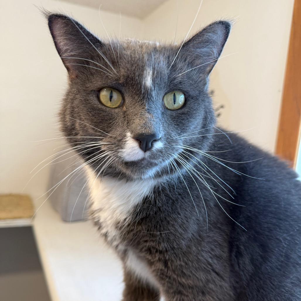 Rambo, Adoptable, Adult Male Domestic Short Hair.