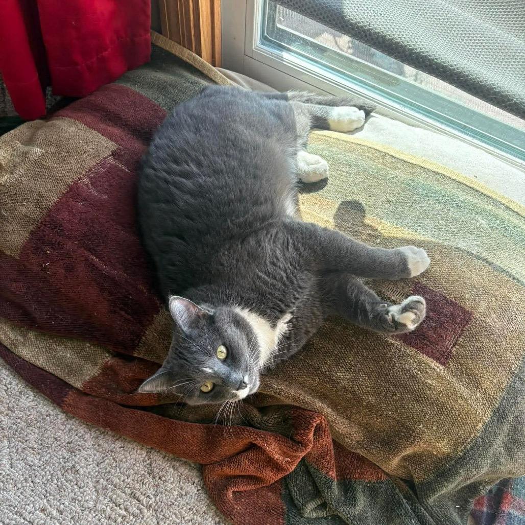 Rambo, a Adoptable Domestic Short Hair in Grand Rapids, MN image 3/4