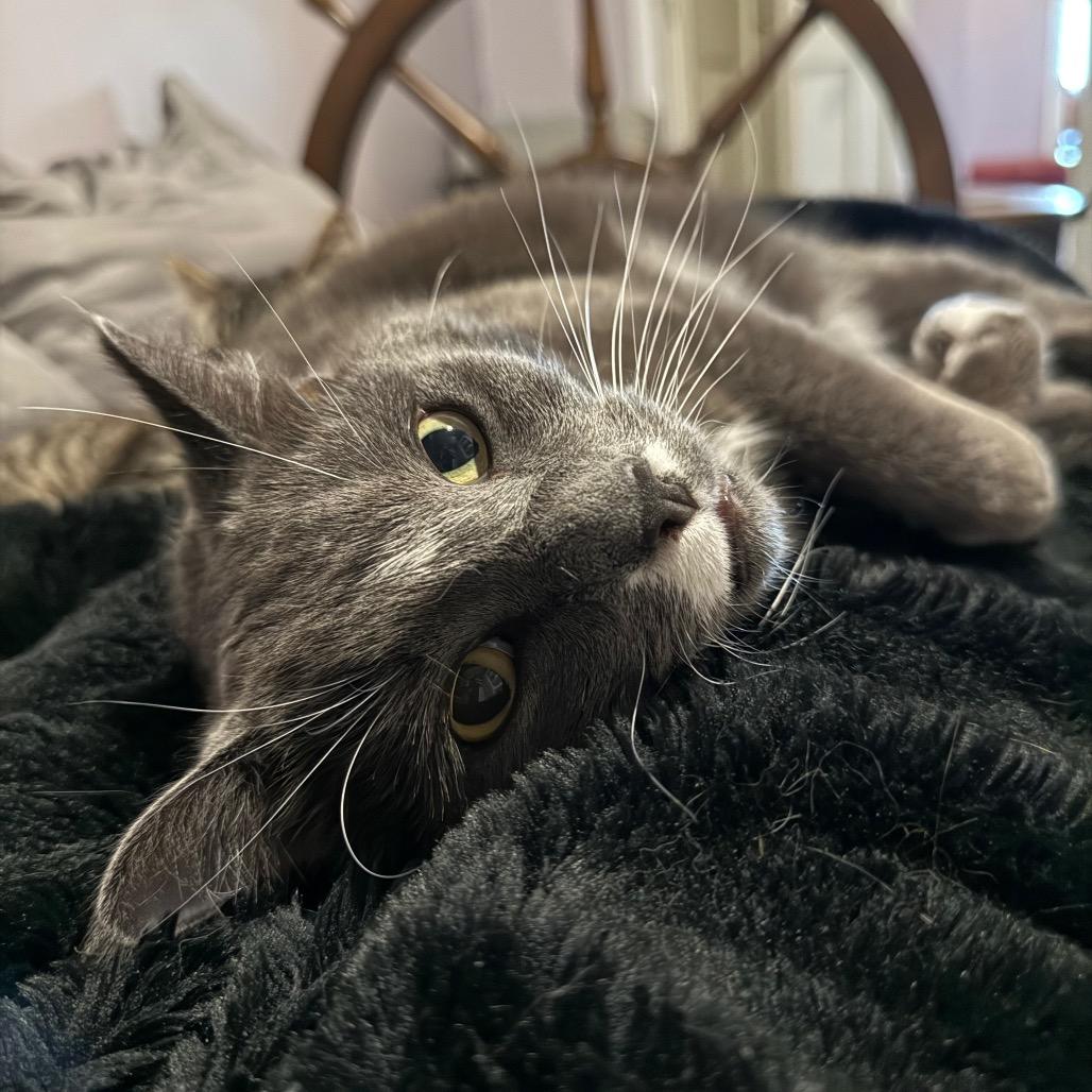 Rambo, a Adoptable Domestic Short Hair in Grand Rapids, MN image 4/4