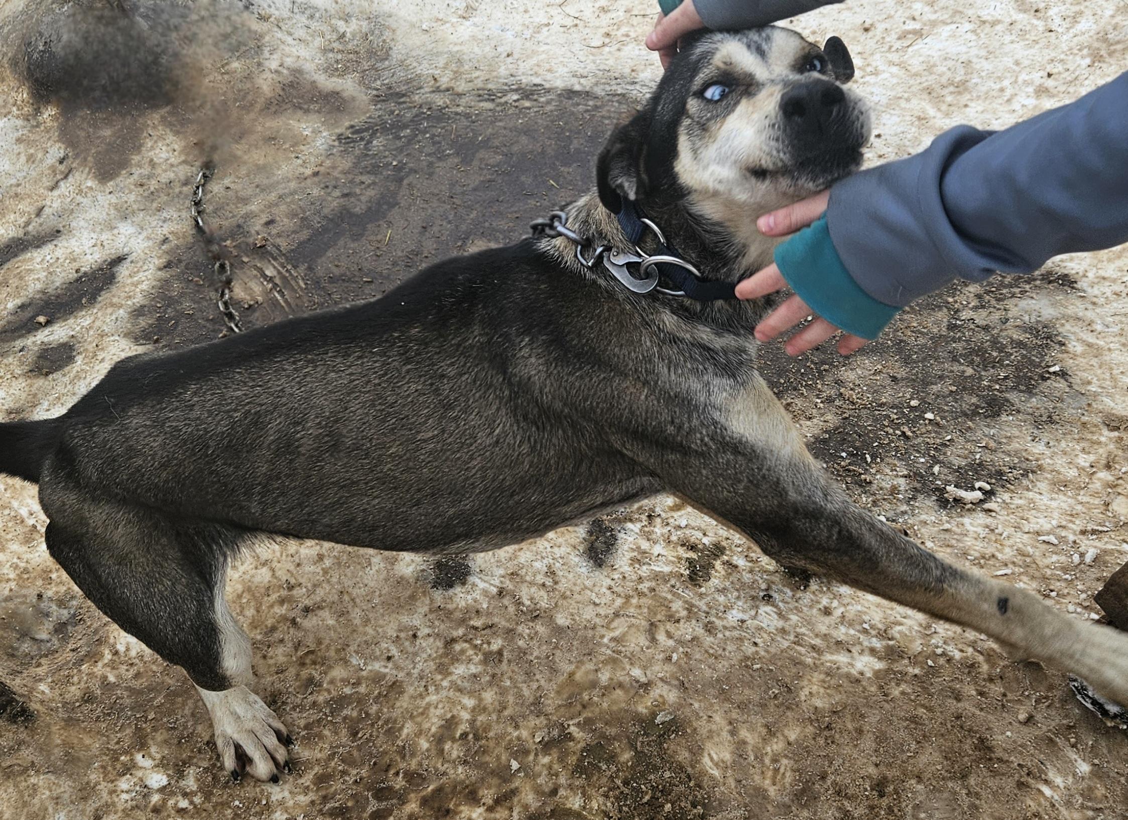 Snickers, a Adoptable mixed breed in Jefferson, NH image 1/2