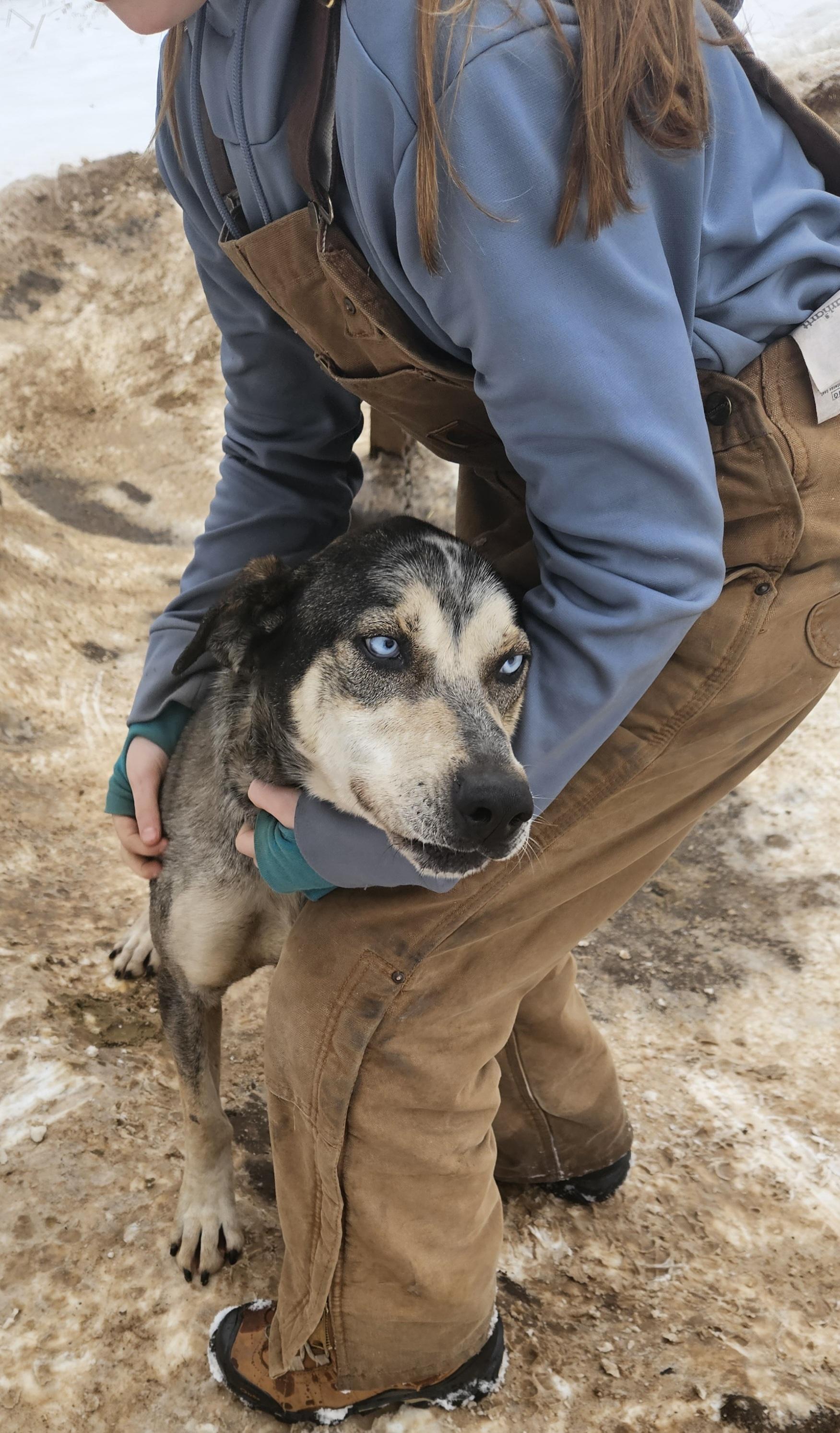 Snickers, a Adoptable mixed breed in Jefferson, NH image 2/2