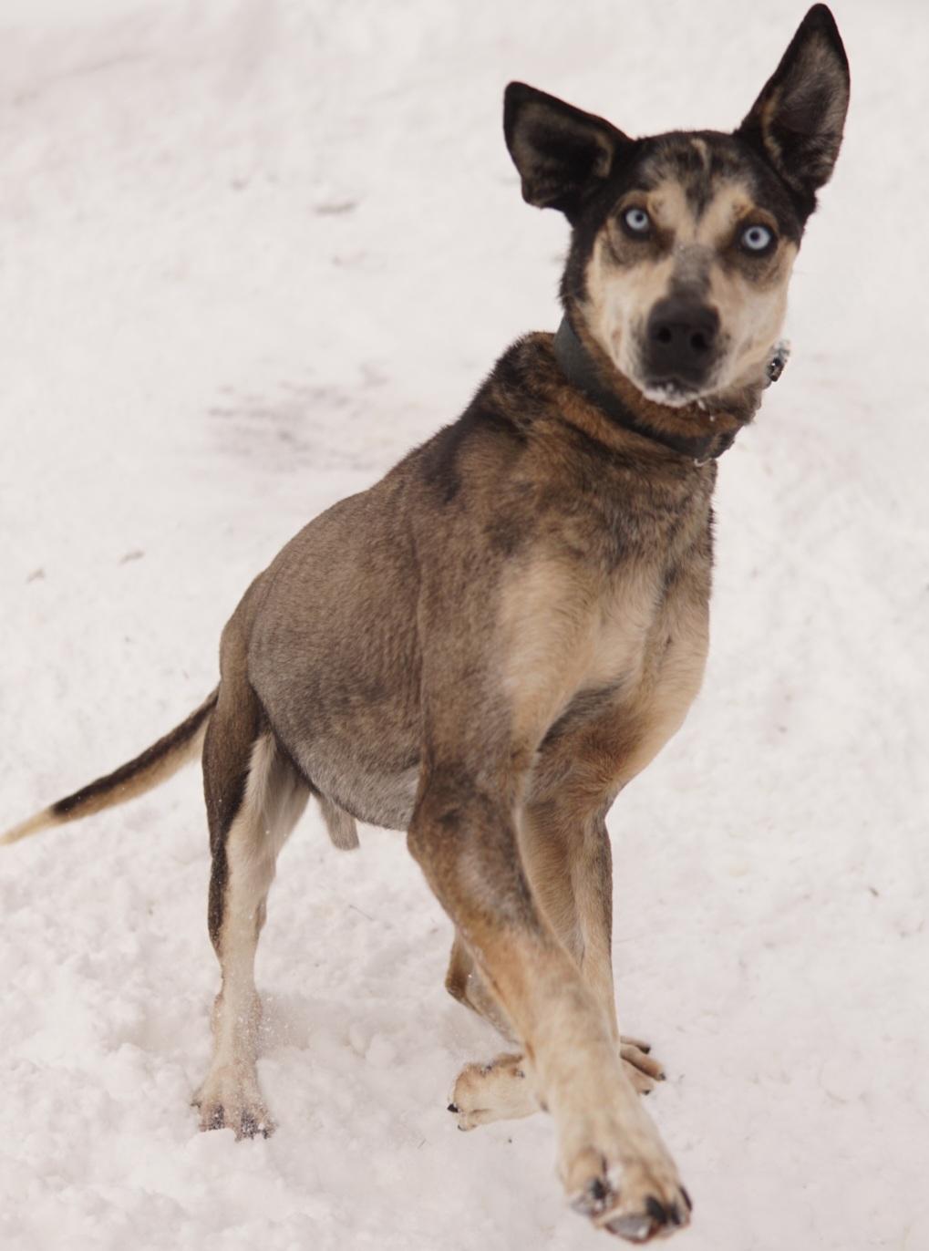 Enlarge Snickers, a Adoptable mixed breed in Jefferson, NH image 2/3