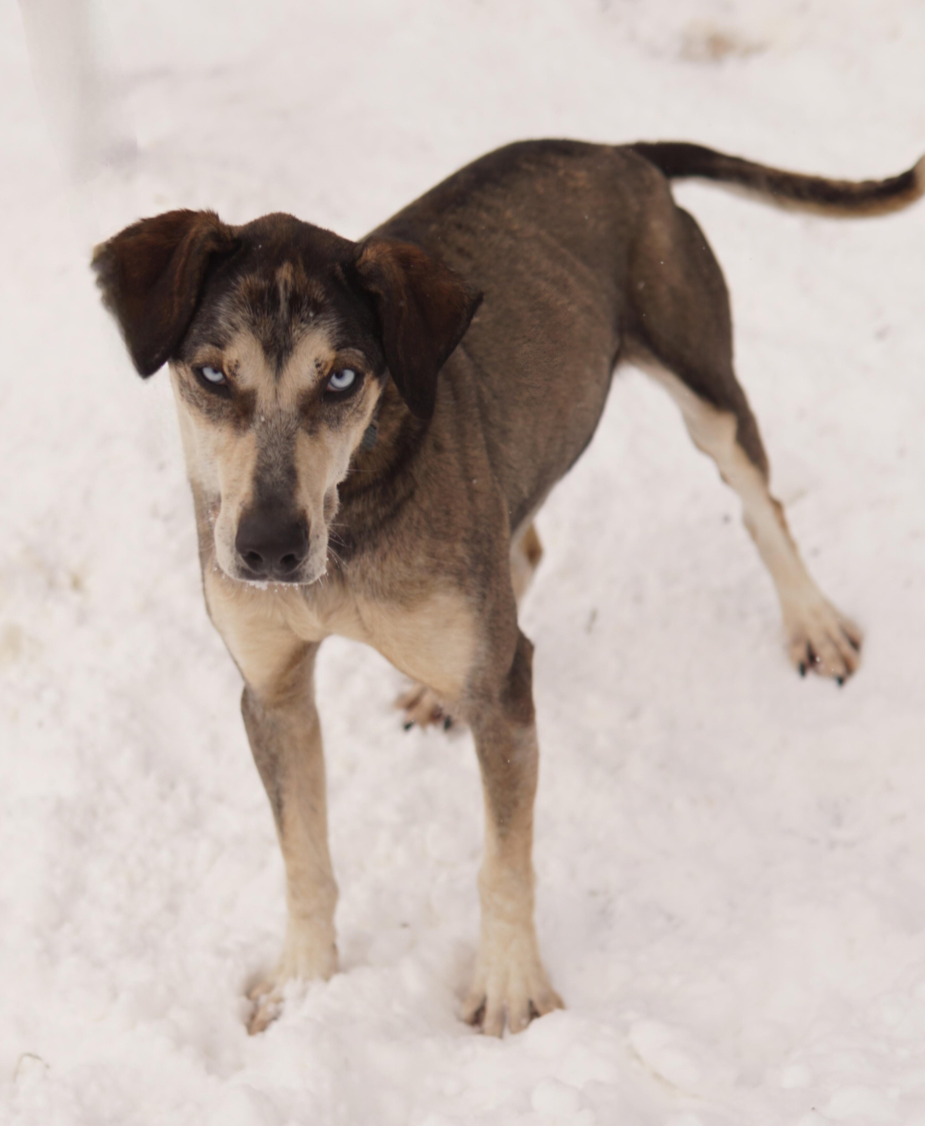 Snickers, Adoptable, Adult Male German Shorthaired Pointer & Husky.