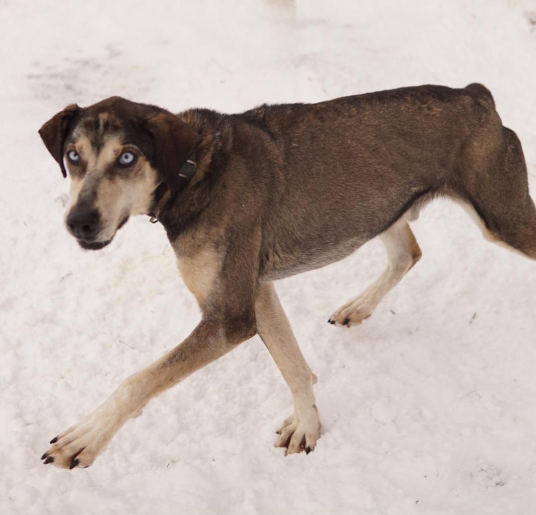 Enlarge Snickers, a Adoptable mixed breed in Jefferson, NH image 3/3