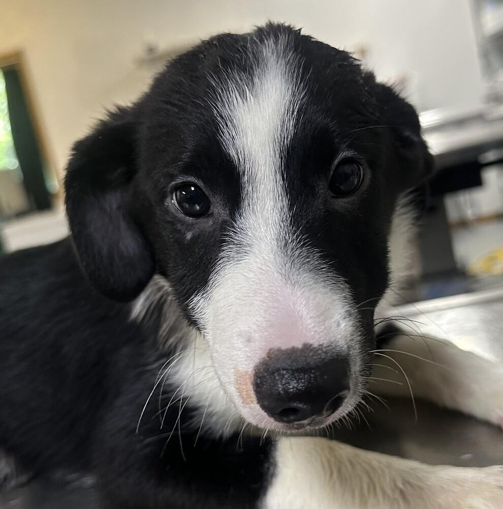 Cedar Orange collar, Adoptable, Puppy Male Australian Shepherd.