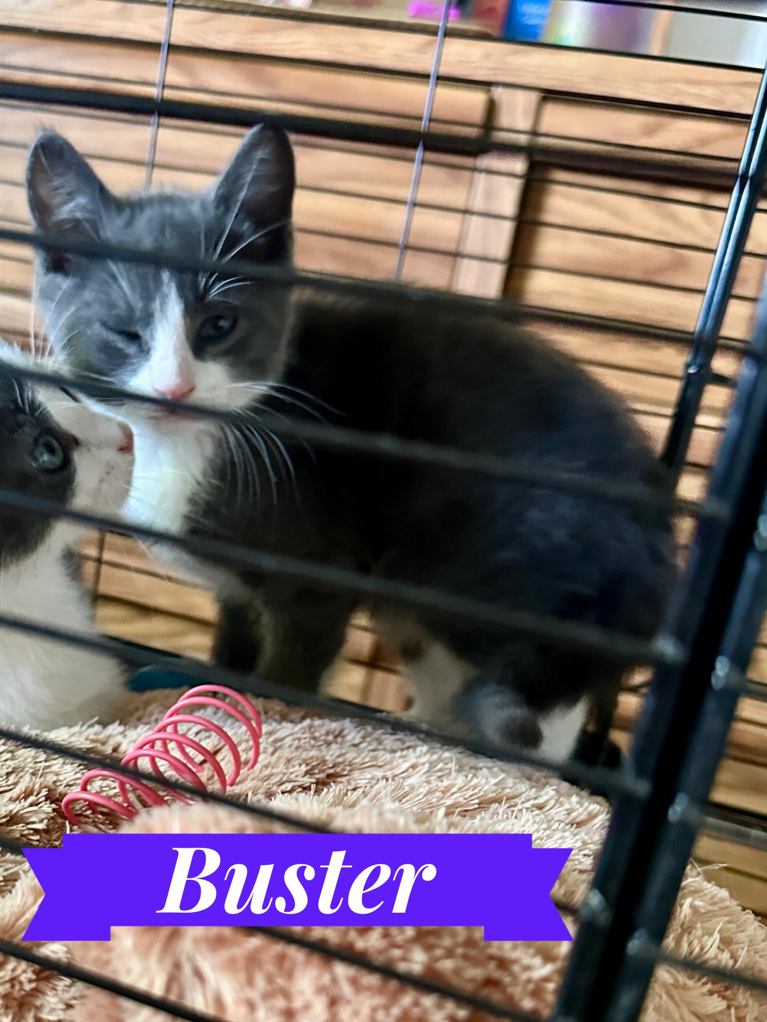 Enlarge Buster, a Adopted mixed breed in Lodi, CA image 1/1