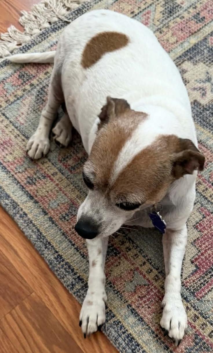 Trixie, ADOPTABLE, Adult Female Chihuahua & Jack Russell Terrier.