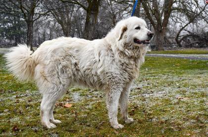 Peluche, a Adoptable mixed breed in Yakima, WA image 1/3