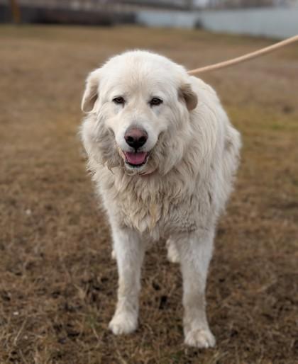 Peluche, a Adoptable mixed breed in Yakima, WA image 2/3