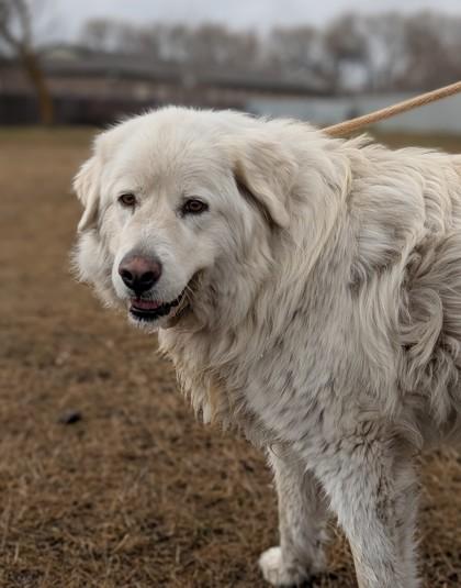 Peluche, a Adoptable mixed breed in Yakima, WA image 3/3