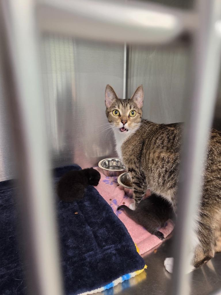 Ember, Adoptable, Young Female Domestic Short Hair.
