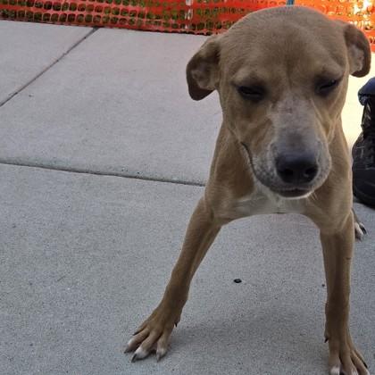 Edwin, Adopted, Adult Male Mixed Breed & Mixed Breed.