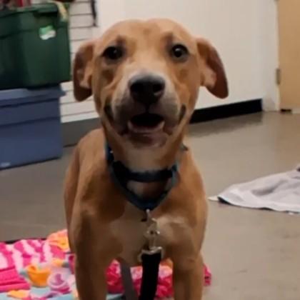 Enlarge Edwin, a Adopted mixed breed in Voorhees, NJ image 2/3