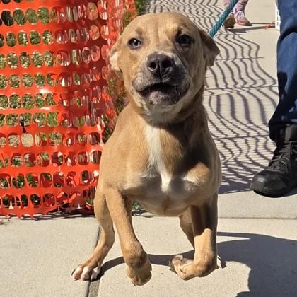 Enlarge Edwin, a Adopted mixed breed in Voorhees, NJ image 3/3